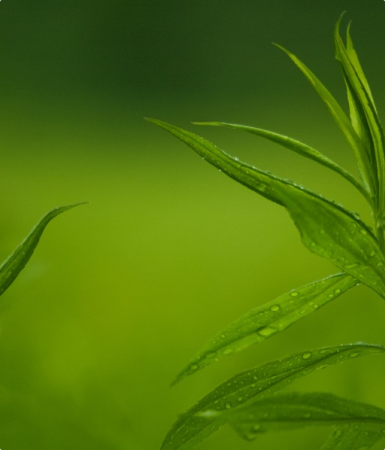 Lorem ipsum dolor sit amet consectetur.